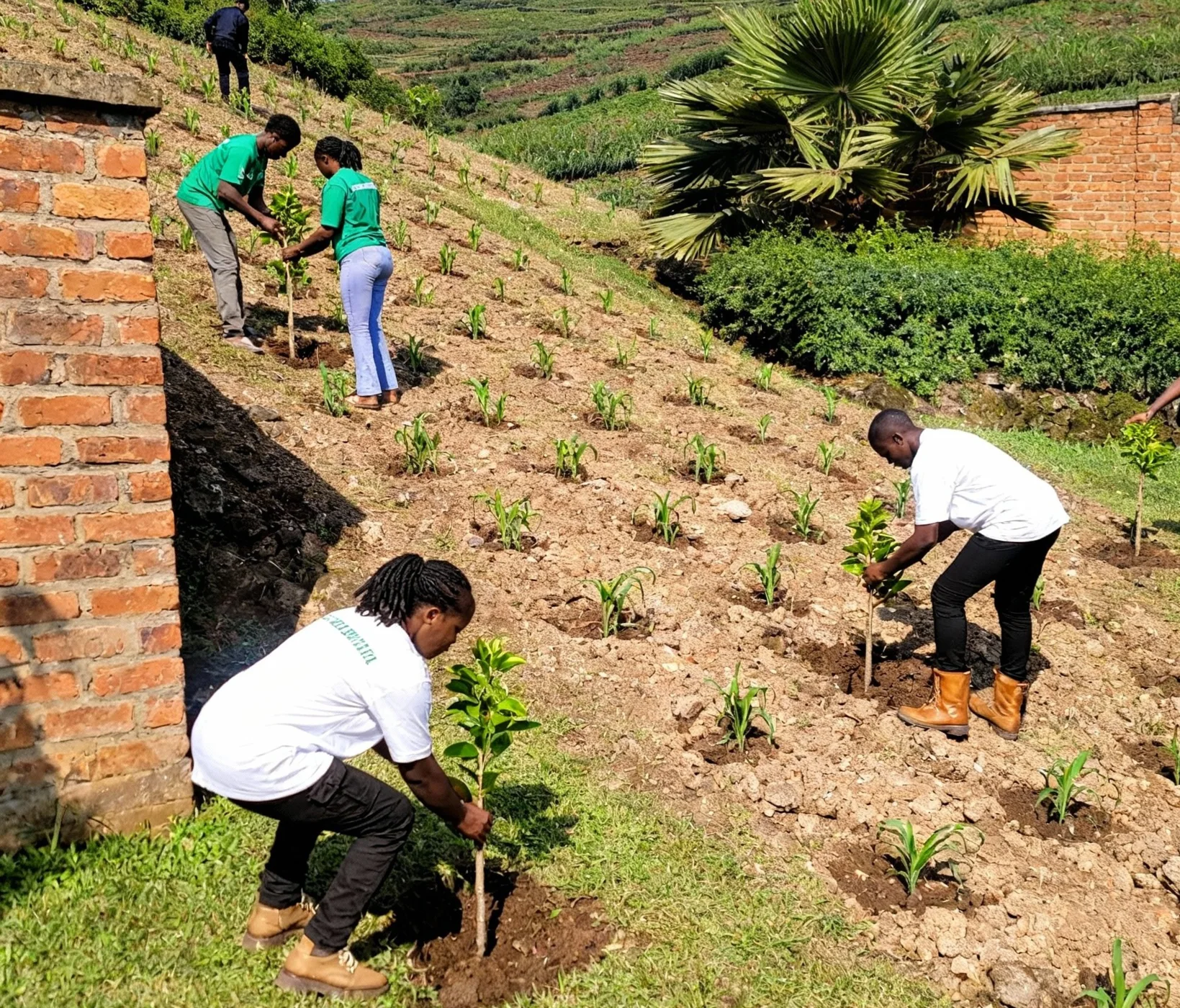Sustainable food systems & green livelihoods
